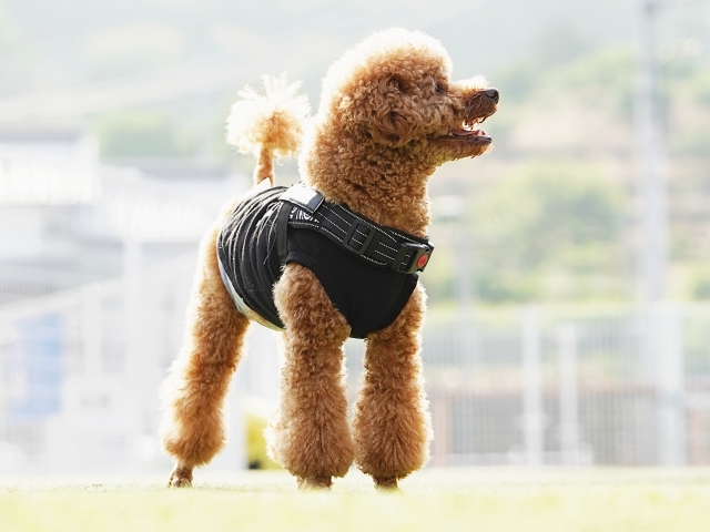 かわいいワンちゃん2